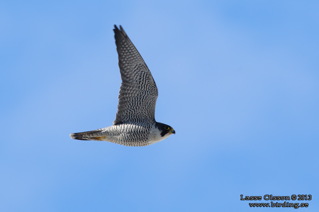 PILGRIMSFALK / PEREGRINE FALCON (Falco peregrinus) - STOR BILD / FULL SIZE