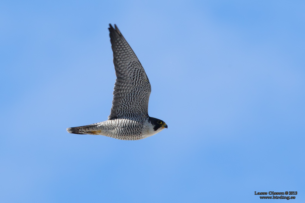 PILGRIMSFALK / PEREGRINE FALCON (Falco peregrinus) - Stng / Close