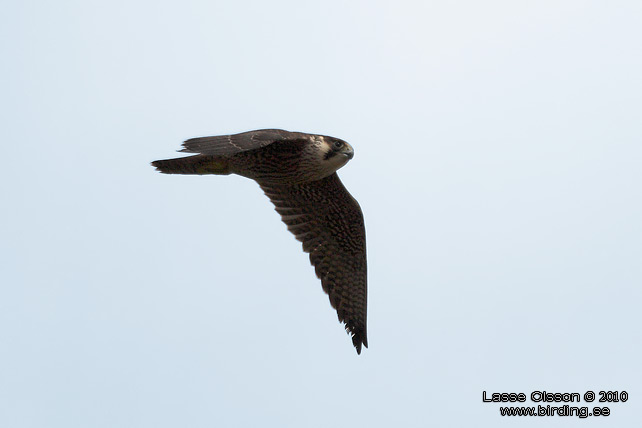 PILGRIMSFALK / PEREGRINE FALCON (Falco peregrinus) - STOR BILD / FULL SIZE