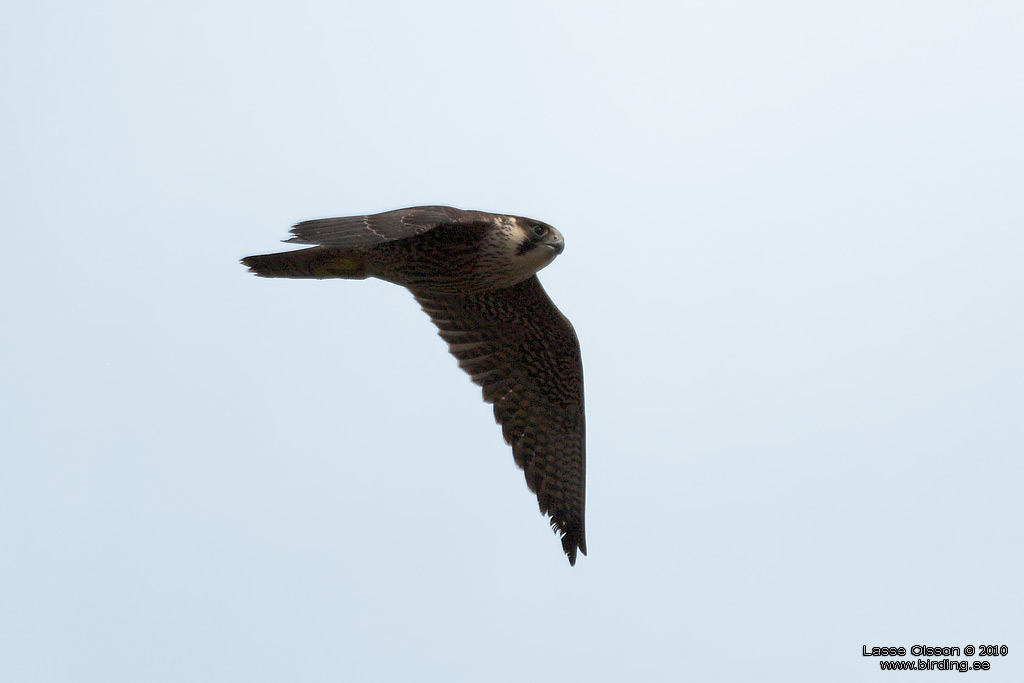 PILGRIMSFALK / PEREGRINE FALCON (Falco peregrinus) - Stng / Close