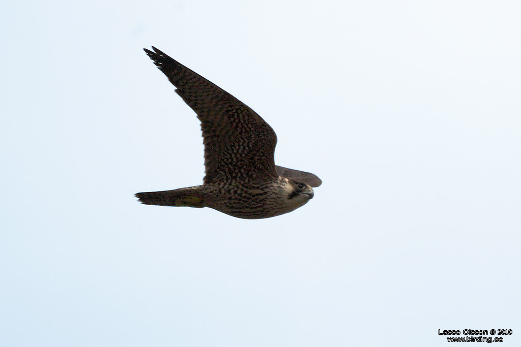 PILGRIMSFALK / PEREGRINE FALCON (Falco peregrinus) - Stng / Close