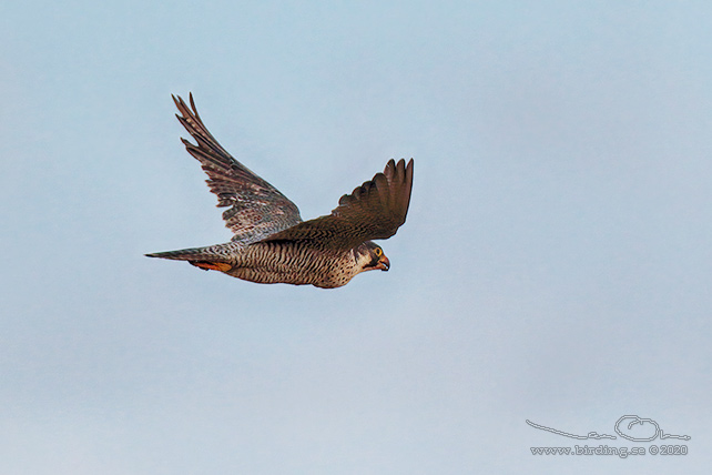 PILGRIMSFALK / PEREGRINE FALCON (Falco peregrinus) - STOR BILD / FULL SIZE