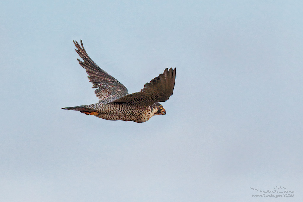 PILGRIMSFALK / PEREGRINE FALCON (Falco peregrinus) - Stng / Close