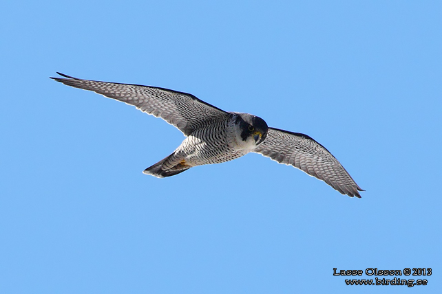 PILGRIMSFALK / PEREGRINE FALCON (Falco peregrinus) - STOR BILD / FULL SIZE