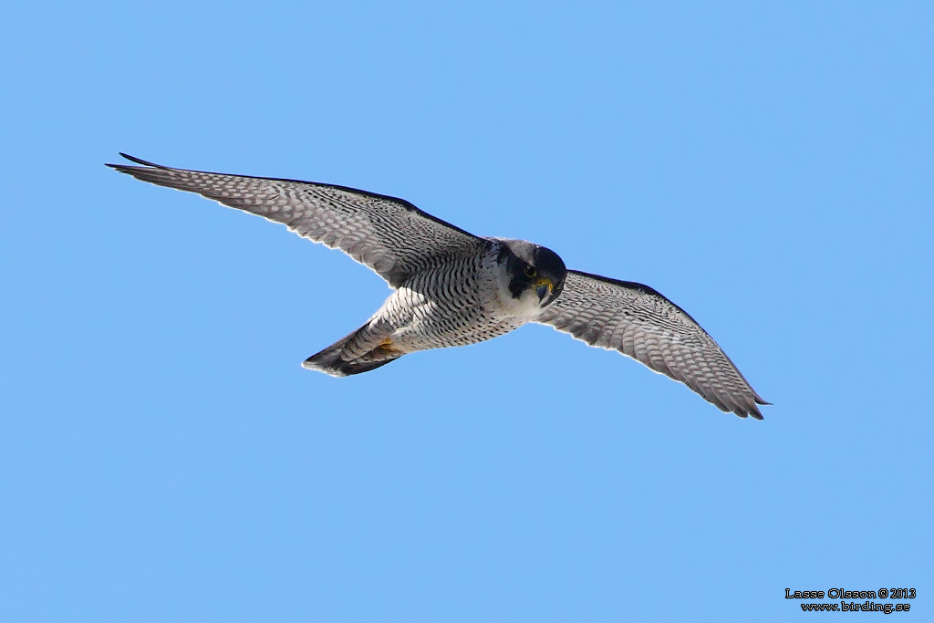 PILGRIMSFALK / PEREGRINE FALCON (Falco peregrinus) - Stng / Close