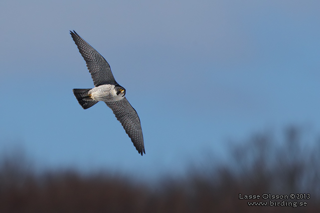 PILGRIMSFALK / PEREGRINE FALCON (Falco peregrinus) - STOR BILD / FULL SIZE