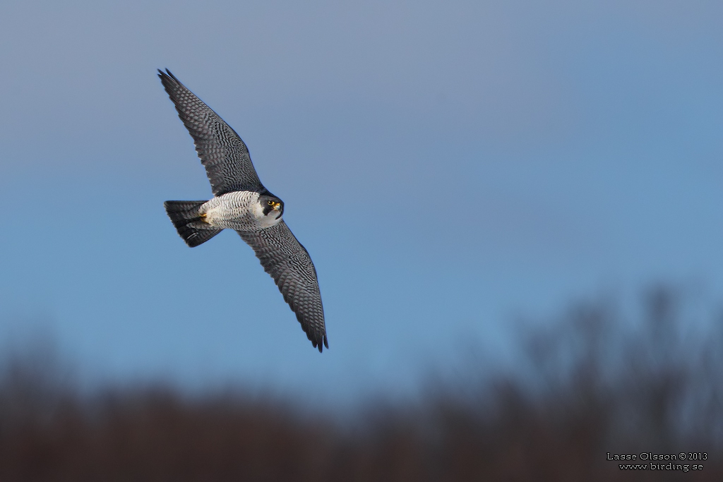 PILGRIMSFALK / PEREGRINE FALCON (Falco peregrinus) - Stng / Close