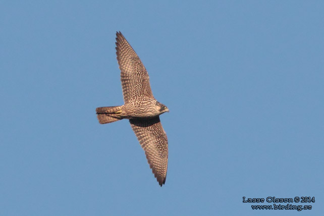 PILGRIMSFALK / PEREGRINE FALCON (Falco peregrinus) - STOR BILD / FULL SIZE