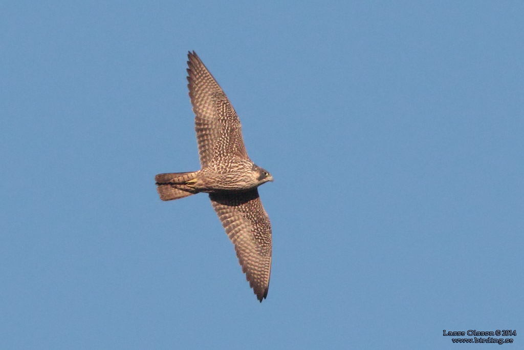 PILGRIMSFALK / PEREGRINE FALCON (Falco peregrinus) - Stng / Close