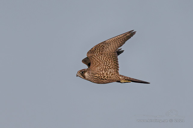 PILGRIMSFALK / PEREGRINE FALCON (Falco peregrinus) - STOR BILD / FULL SIZE