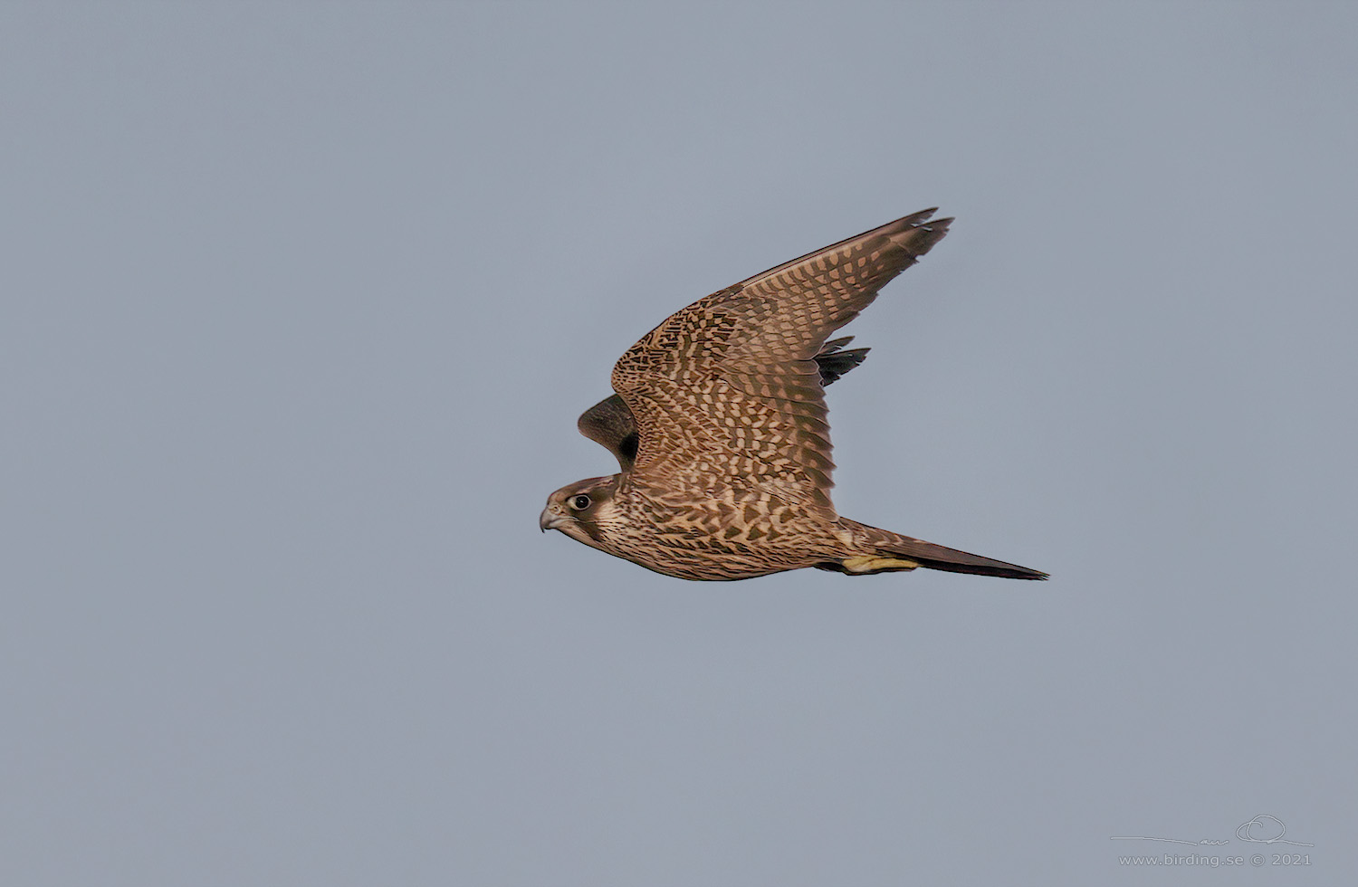 PILGRIMSFALK / PEREGRINE FALCON (Falco peregrinus) - Stng / Close