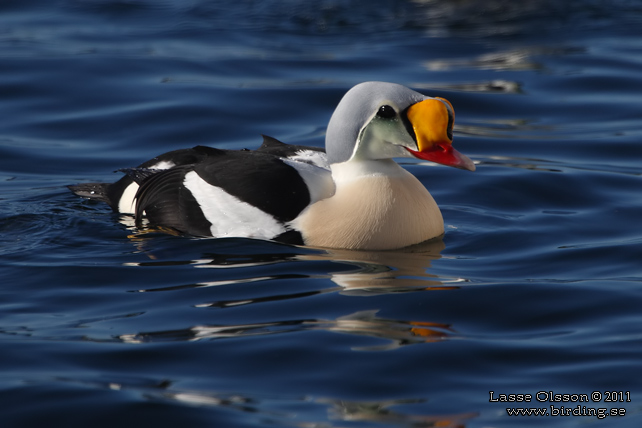 PRAKTEJDER / KING EIDER (Somateria spectabilis) - stor bild / full size