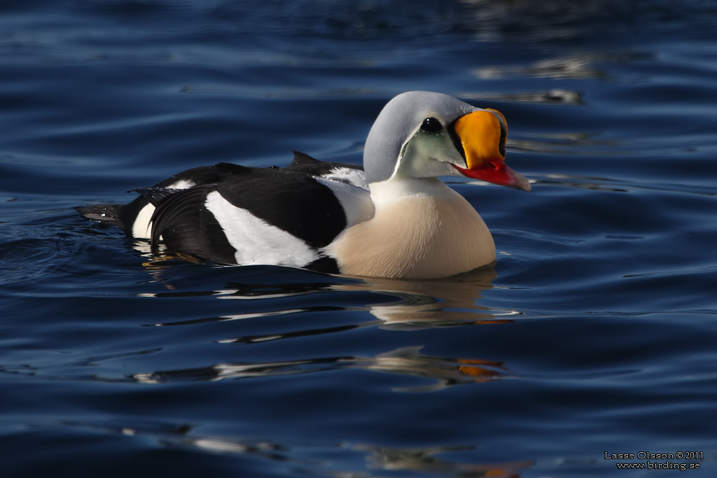 PRAKTEJDER / KING EIDER (Somateria spectabilis) - Stng / Close