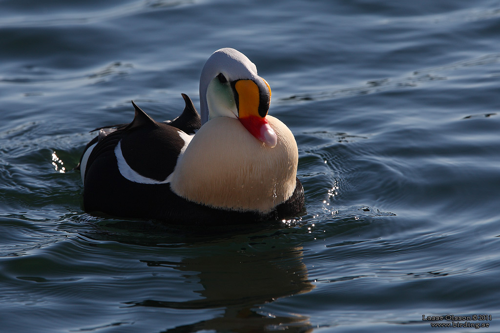 PRAKTEJDER / KING EIDER (Somateria spectabilis) - Stng / Close