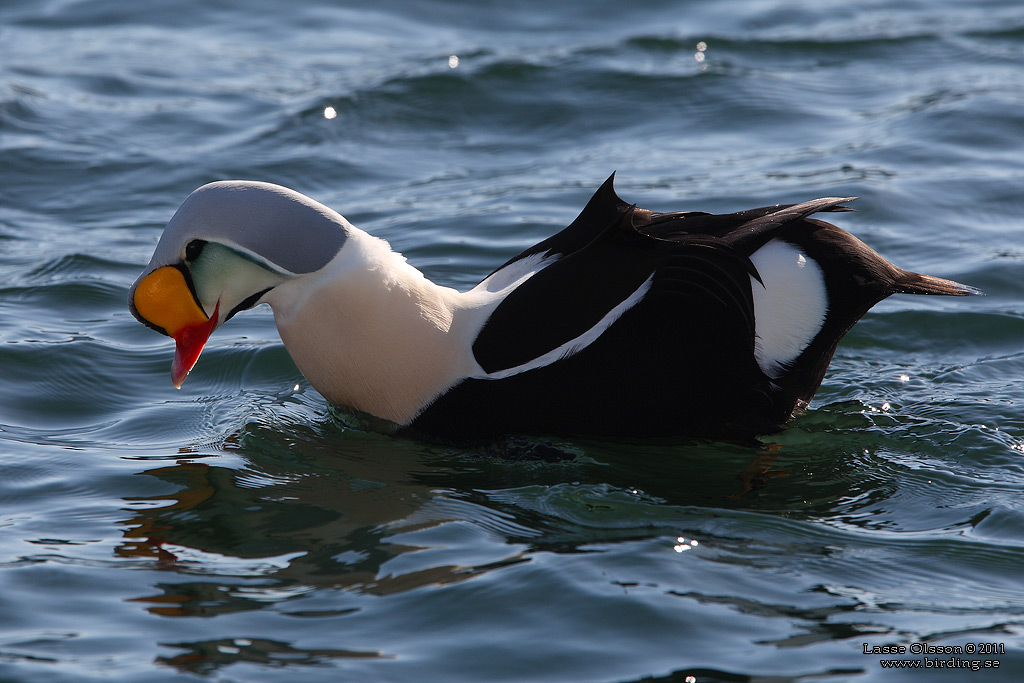 PRAKTEJDER / KING EIDER (Somateria spectabilis) - Stng / Close