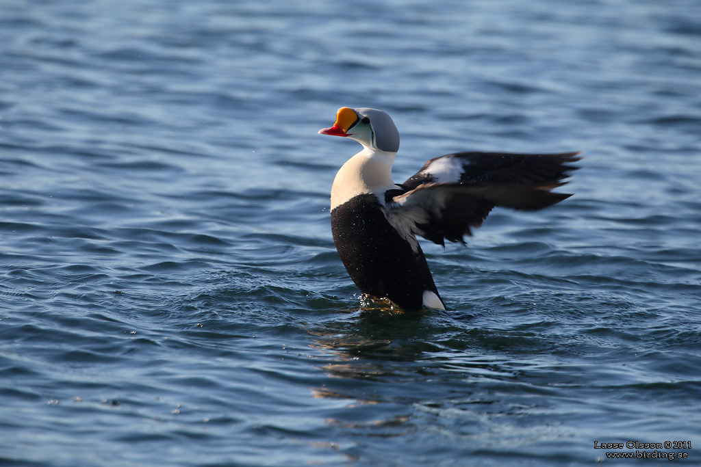 PRAKTEJDER / KING EIDER (Somateria spectabilis) - Stng / Close