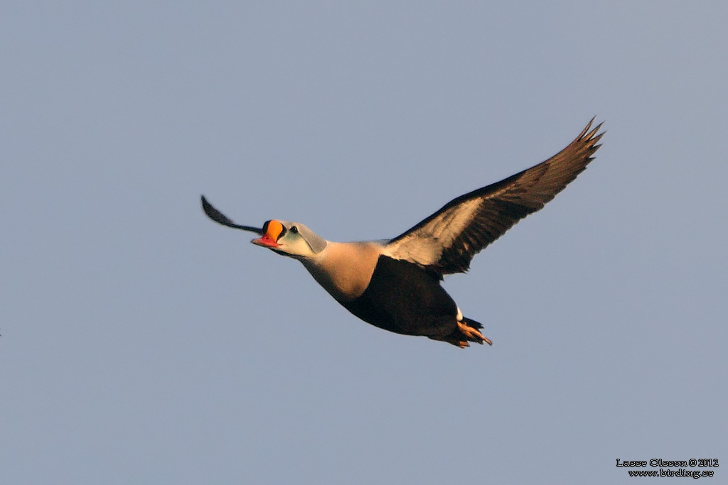 PRAKTEJDER / KING EIDER (Somateria spectabilis) - Stng / Close