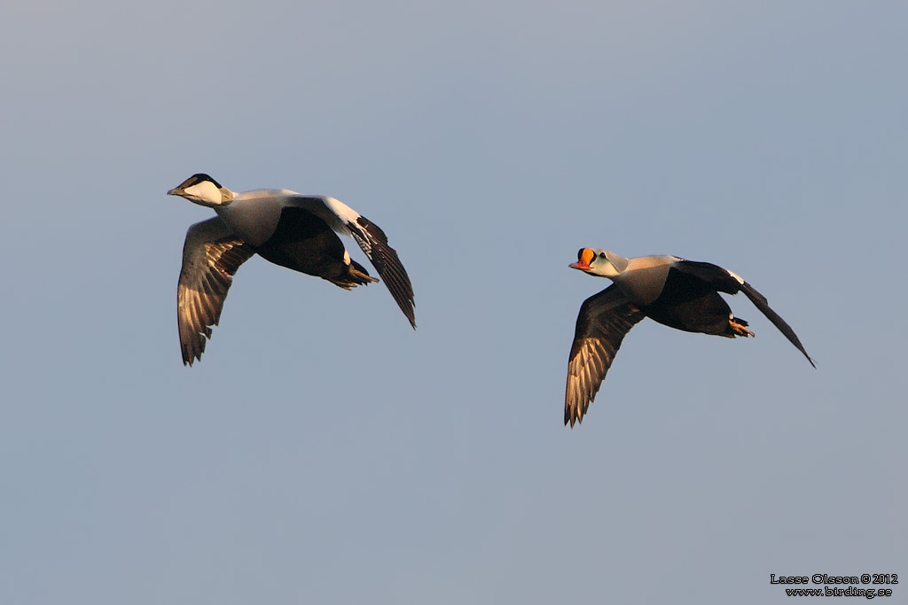 PRAKTEJDER / KING EIDER (Somateria spectabilis) - Stng / Close