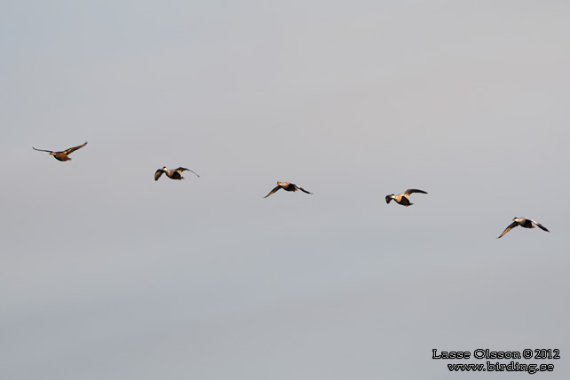 PRAKTEJDER / KING EIDER (Somateria spectabilis) - stor bild / full size