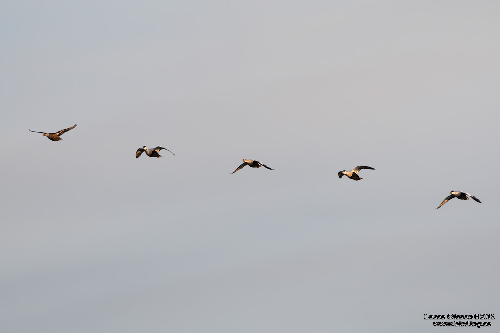 PRAKTEJDER / KING EIDER (Somateria spectabilis) - Stng / Close