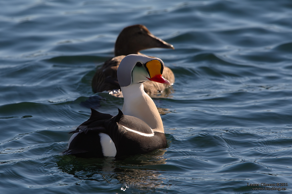 PRAKTEJDER / KING EIDER (Somateria spectabilis) - Stng / Close