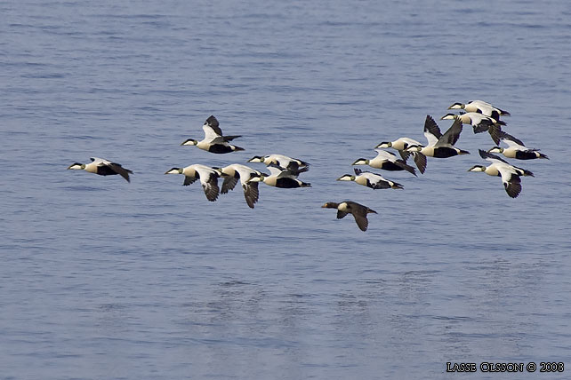 PRAKTEJDER / KING EIDER (Somateria spectabilis) - stor bild / full size