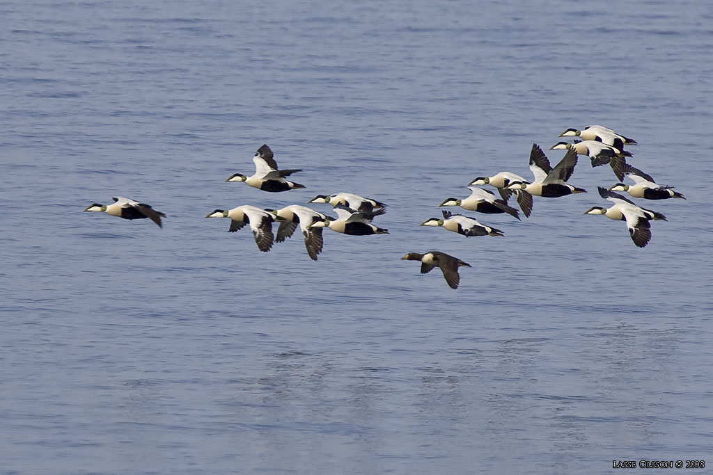 PRAKTEJDER / KING EIDER (Somateria spectabilis) - Stng / Close