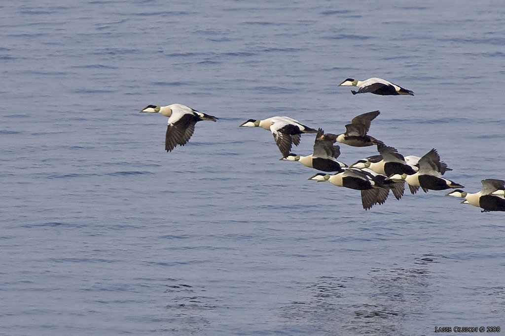 PRAKTEJDER / KING EIDER (Somateria spectabilis) - Stng / Close