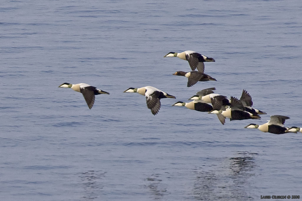 PRAKTEJDER / KING EIDER (Somateria spectabilis) - Stng / Close