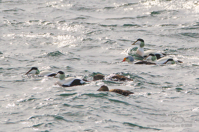 PRAKTEJDER / KING EIDER (Somateria spectabilis) - stor bild / full size