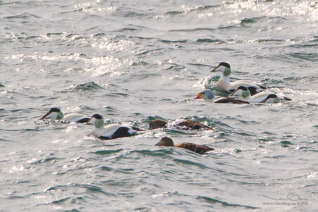 PRAKTEJDER / KING EIDER (Somateria spectabilis) - Stng / Close