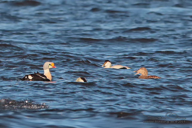 PRAKTEJDER / KING EIDER (Somateria spectabilis) - stor bild / full size