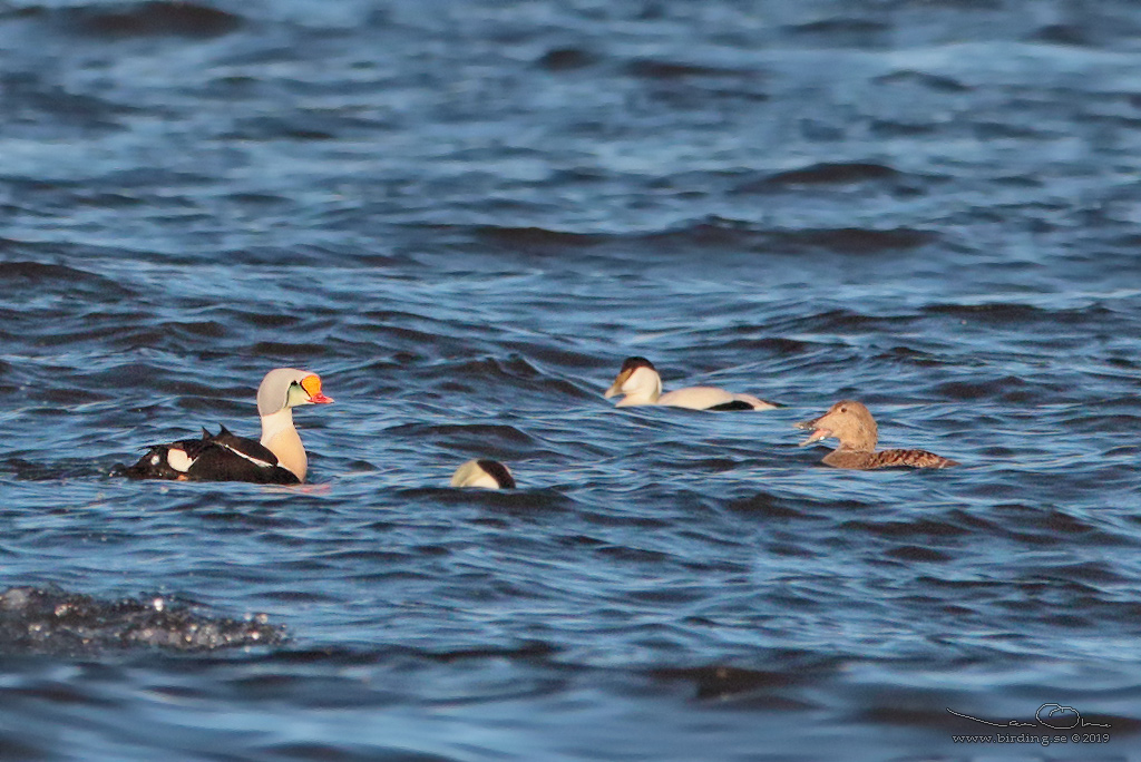 PRAKTEJDER / KING EIDER (Somateria spectabilis) - Stng / Close