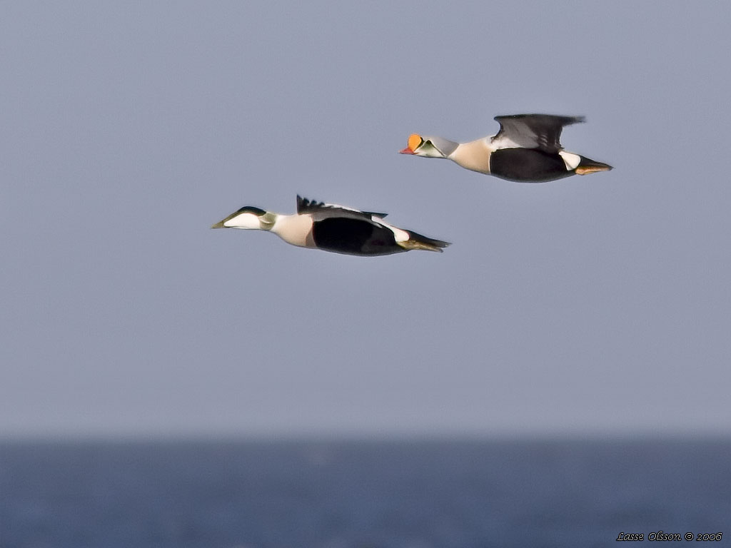 PRAKTEJDER / KING EIDER (Somateria spectabilis) - Stng / Close