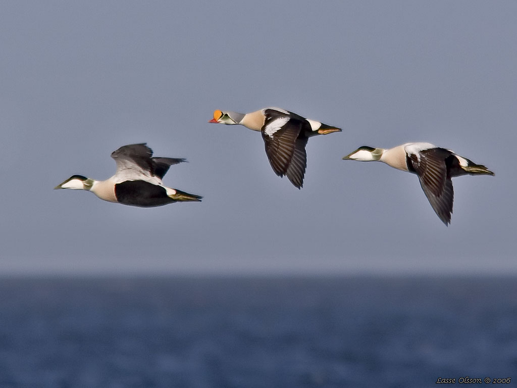 PRAKTEJDER / KING EIDER (Somateria spectabilis) - Stng / Close