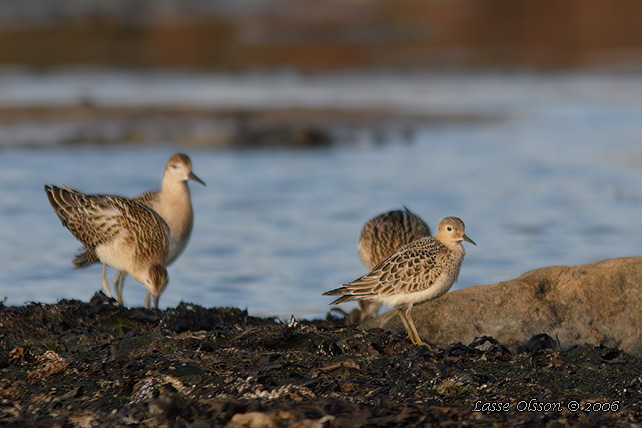 PRÄRIELÖPARE / BUFF-BREASTED SANDPIPER (Calidris subruficollis) - stor bild / full size