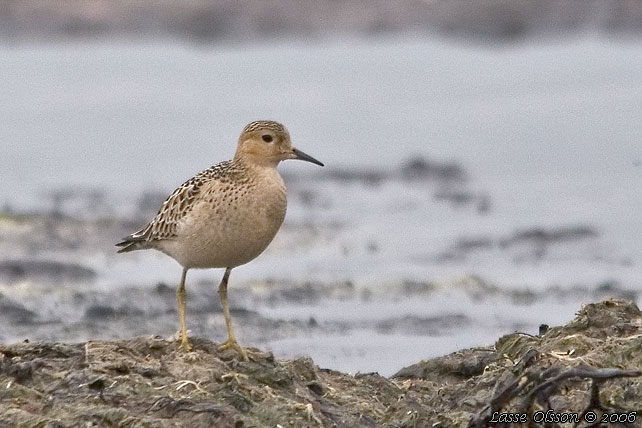 PRRIELPARE / BUFF-BREASTED SANDPIPER (Calidris subruficollis)