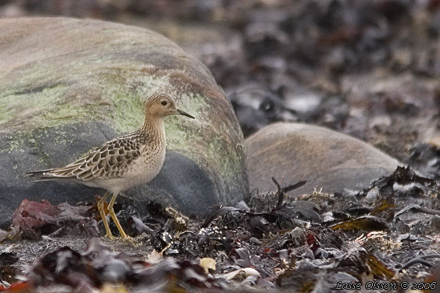 PRRIELPARE / BUFF-BREASTED SANDPIPER (Calidris subruficollis)