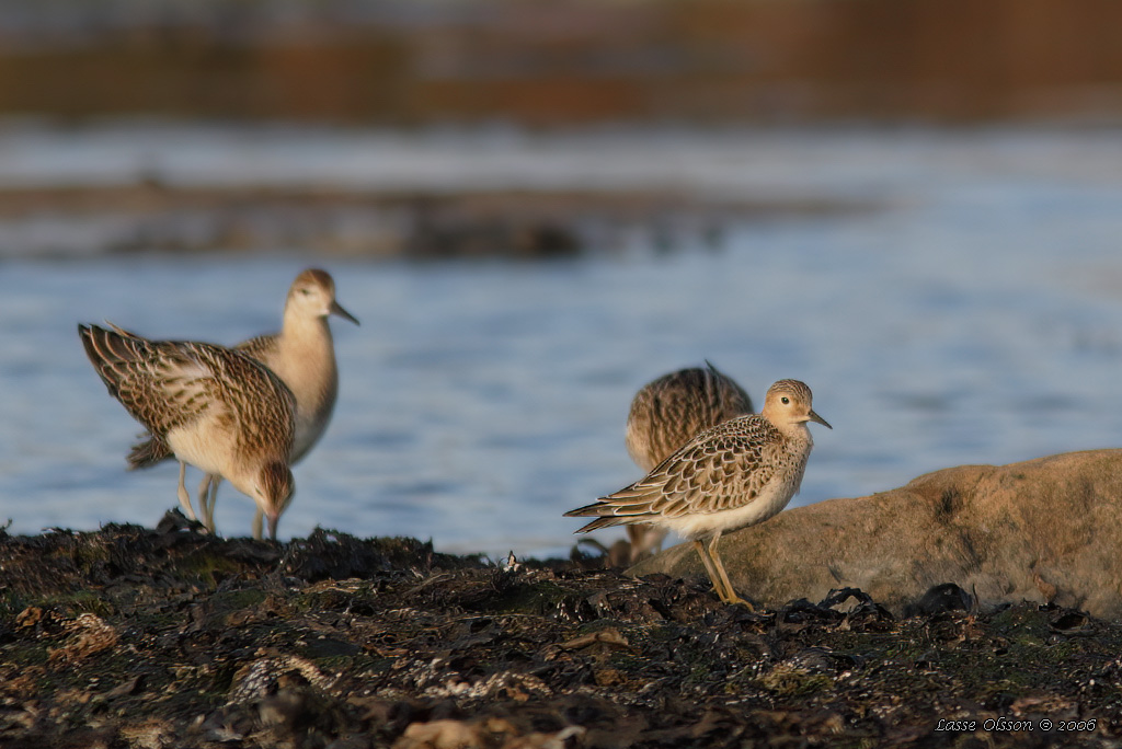 PRRIELPARE / BUFF-BREASTED SANDPIPER (Calidris subruficollis) - Stng / Close