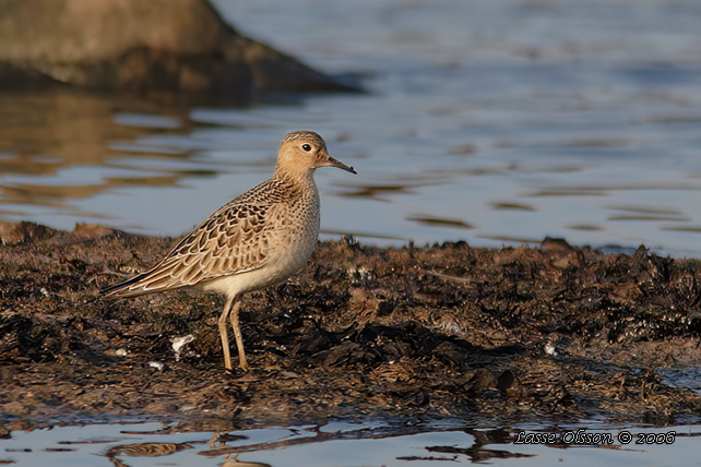 PRÄRIELÖPARE / BUFF-BREASTED SANDPIPER (Calidris subruficollis) - stor bild / full size