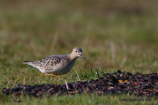 PRRIELPARE / BUFF-BREASTED SANDPIPER (Calidris subruficollis) - stor bild / full size