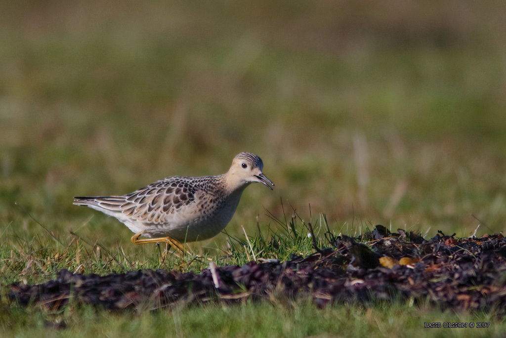 PRRIELPARE / BUFF-BREASTED SANDPIPER (Calidris subruficollis) - Stng / Close