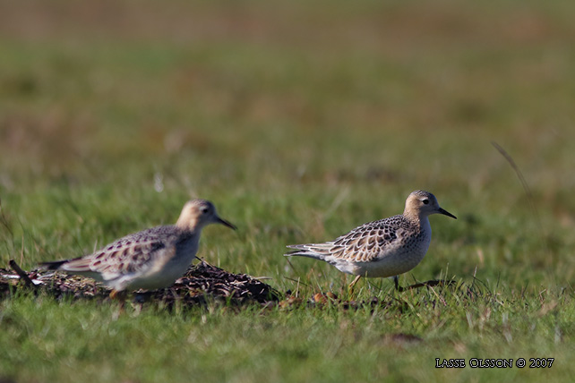 PRRIELPARE / BUFF-BREASTED SANDPIPER (Calidris subruficollis) - stor bild / full size