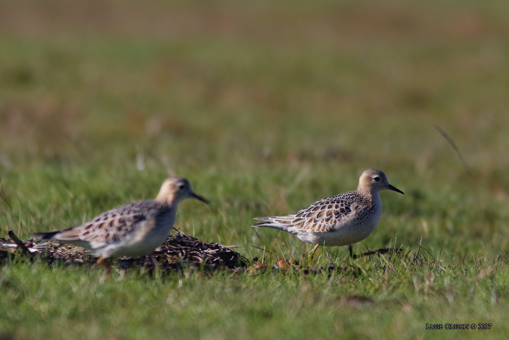 PRRIELPARE / BUFF-BREASTED SANDPIPER (Calidris subruficollis) - Stng / Close