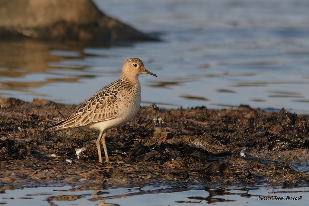 PRRIELPARE / BUFF-BREASTED SANDPIPER (Calidris subruficollis) - Stng / Close