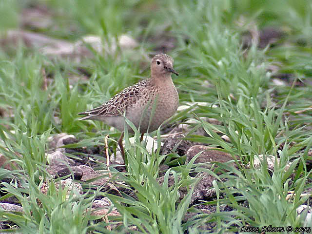 PRRIELPARE / BUFF-BREASTED SANDPIPER (Calidris subruficollis)