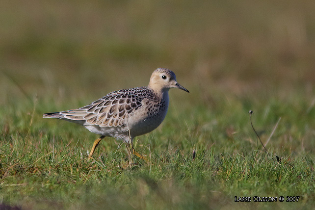 PRRIELPARE / BUFF-BREASTED SANDPIPER (Calidris subruficollis) - stor bild / full size