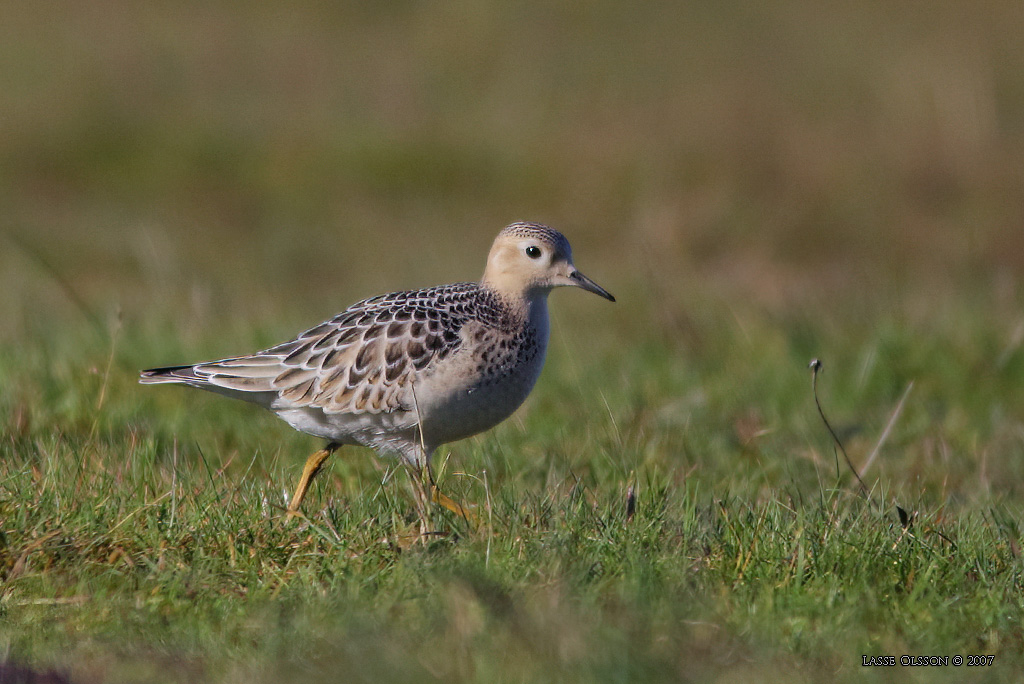 PRRIELPARE / BUFF-BREASTED SANDPIPER (Calidris subruficollis) - Stng / Close