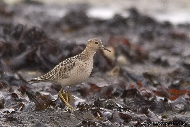 PRRIELPARE / BUFF-BREASTED SANDPIPER (Calidris subruficollis)