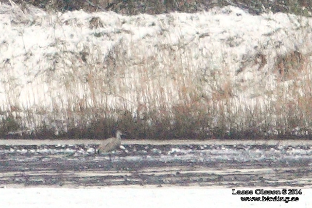 PRÄRIETRANA / SANDHILL CRANE (Grus canadensis)